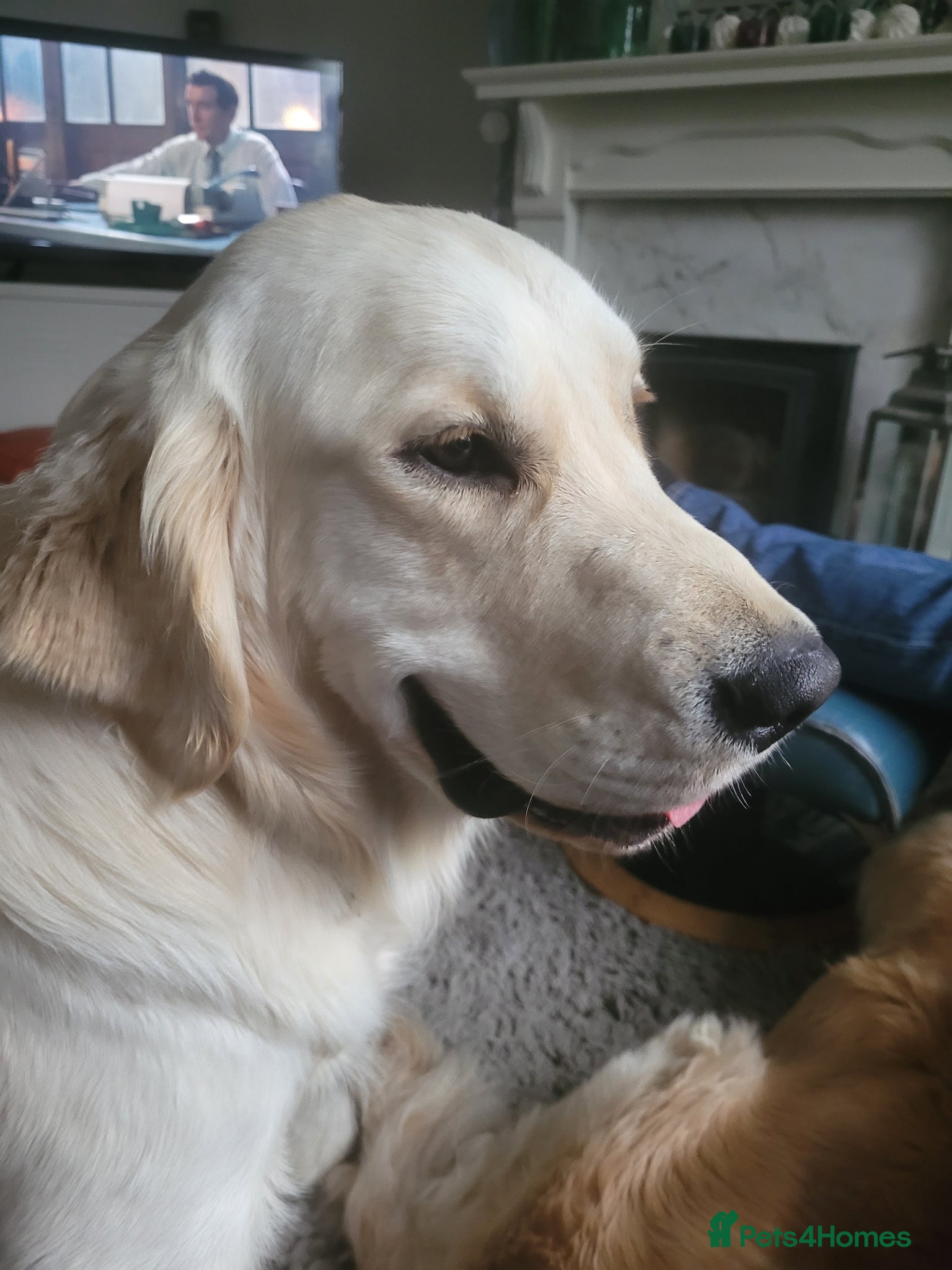 Golden Retriever dogs for sale: KC Registered Health Tested Golden Retriever Pups in Chester - Advert 7