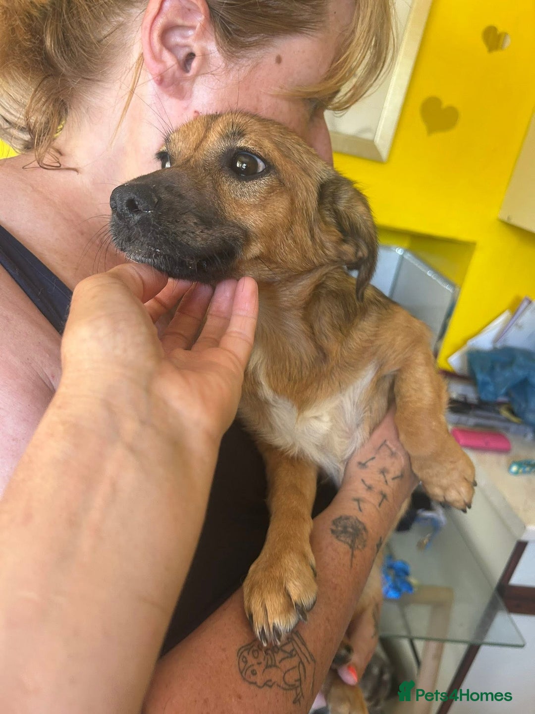 Mixed Breed dogs for adoption: Pepper - Norwich Norfolk  - Image 3