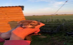 Ferret rodents for sale: Male and female ferrets - Image 2