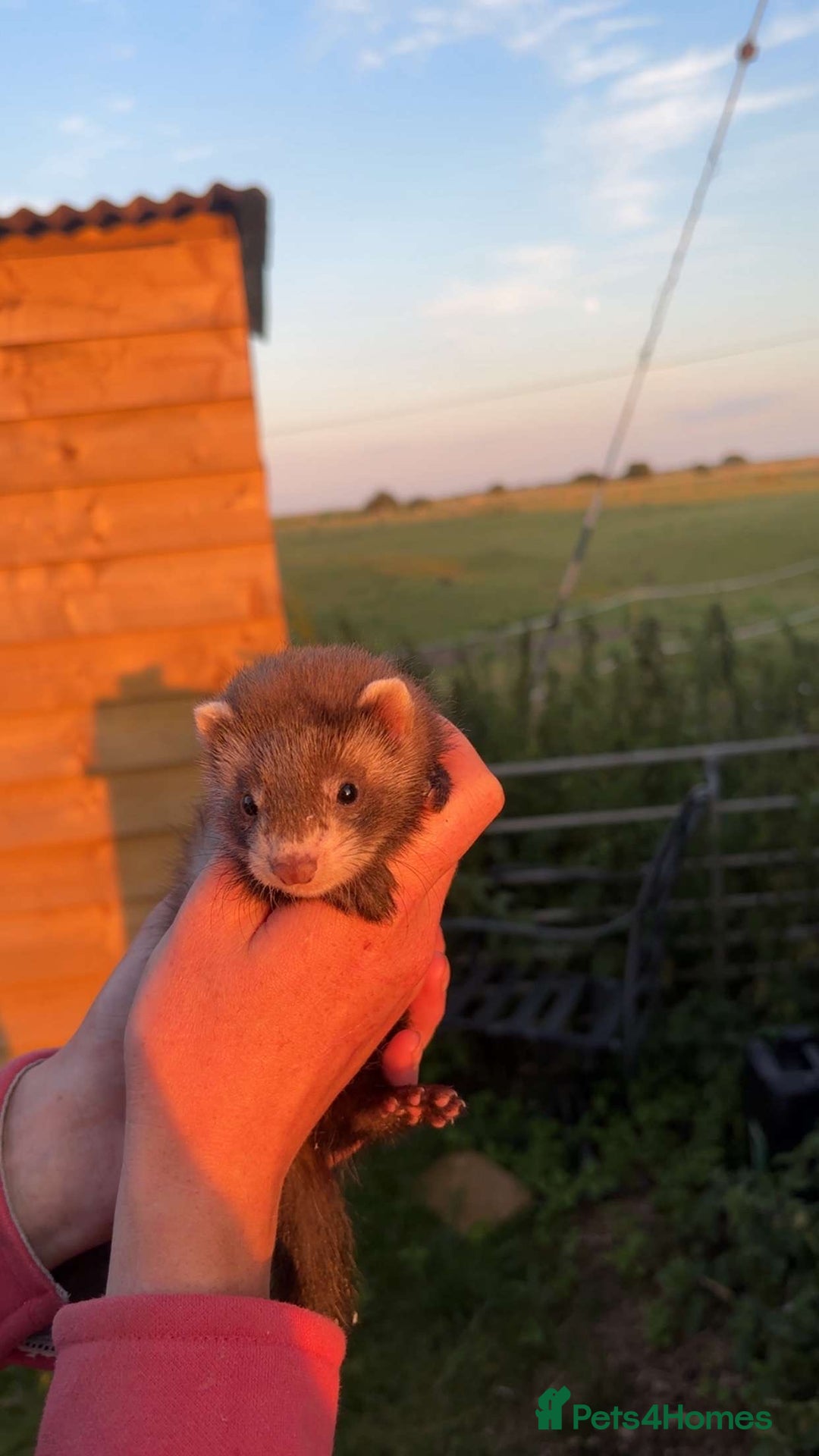 Ferret rodents for sale: Male and female ferrets - Image 2