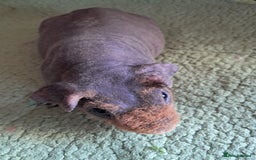 Guinea Pig rodents for sale: BEAUTIFUL SKINNY BOAR  - Image 1