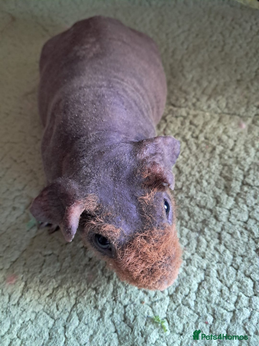 Guinea Pig rodents for sale: BEAUTIFUL SKINNY BOAR  - Image 1