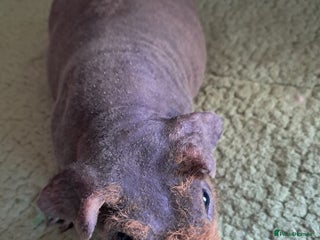 Guinea Pig rodents for sale - Advert 3