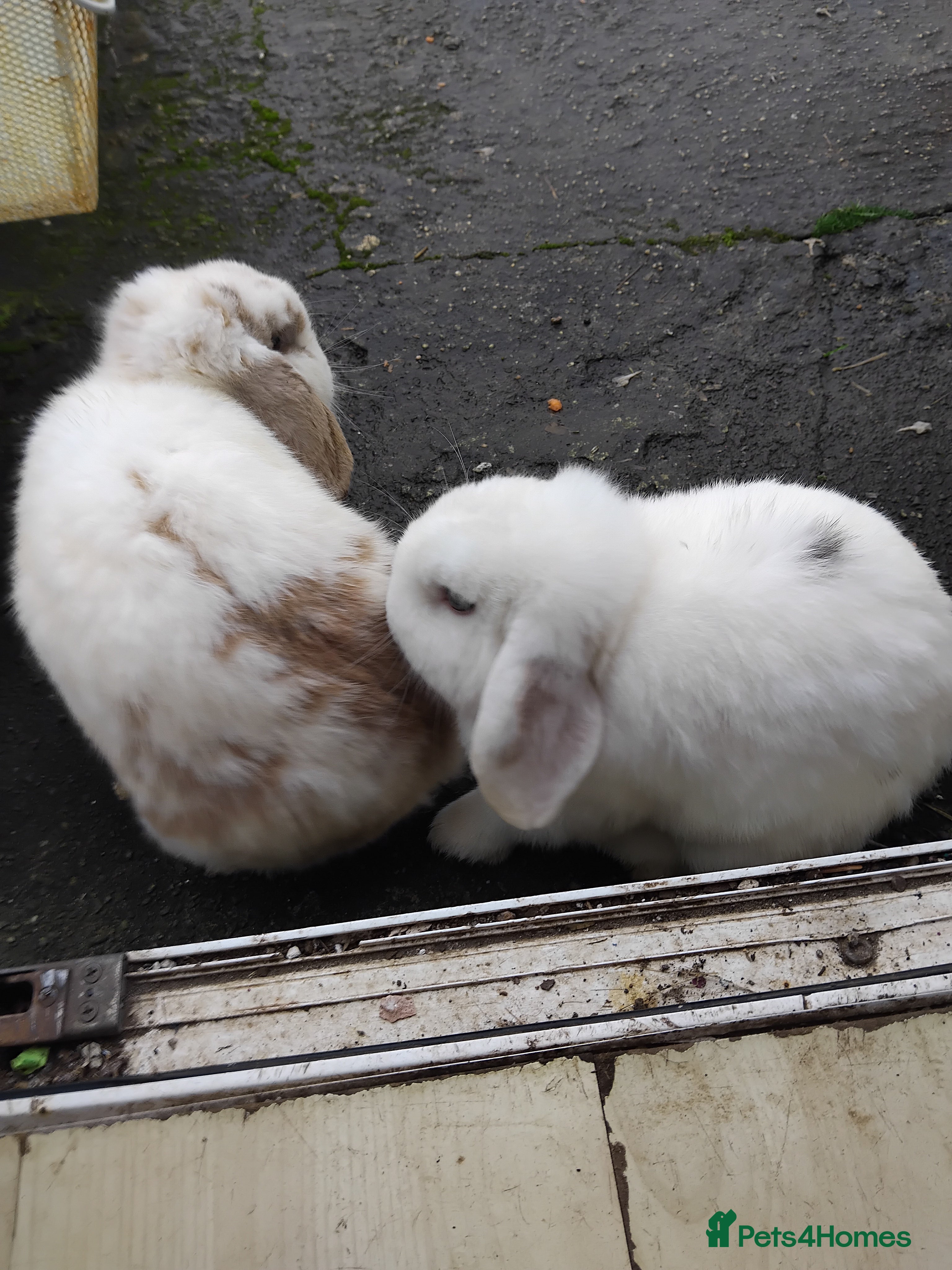 Mini Lop rabbits 2x mini lop brothers. 1 year old - Advert 17