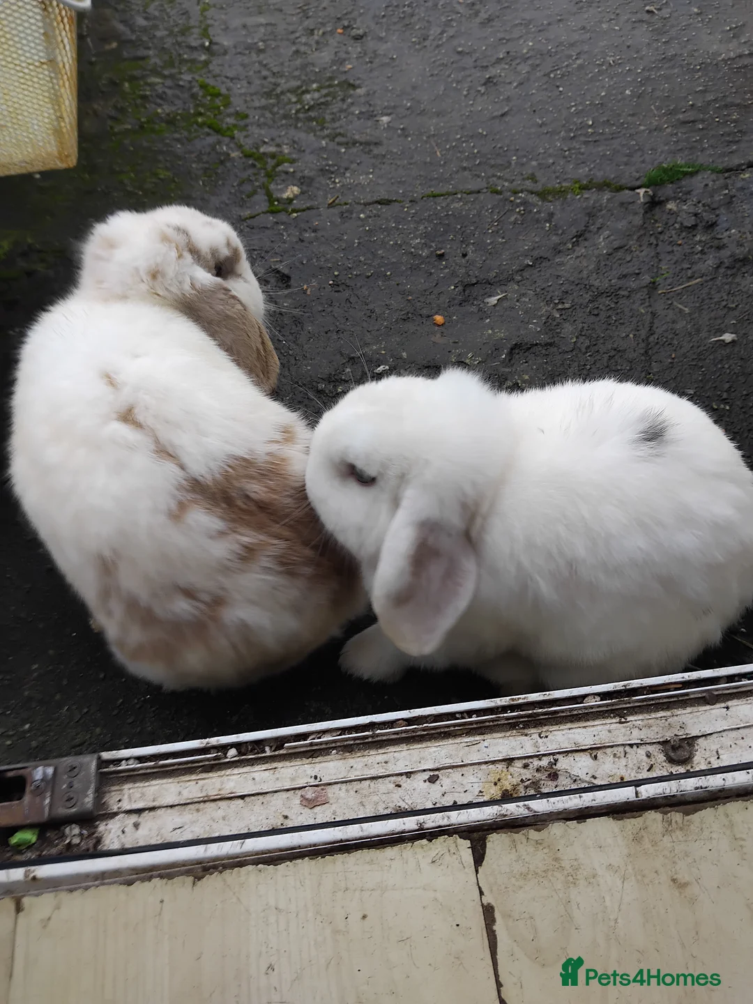 Mini Lop rabbits for sale: 2x mini lop brothers. 1 year old in Camborne - Advert 1