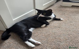 British Shorthair cats for sale: Male Tuxedo for a loving home - Image 4