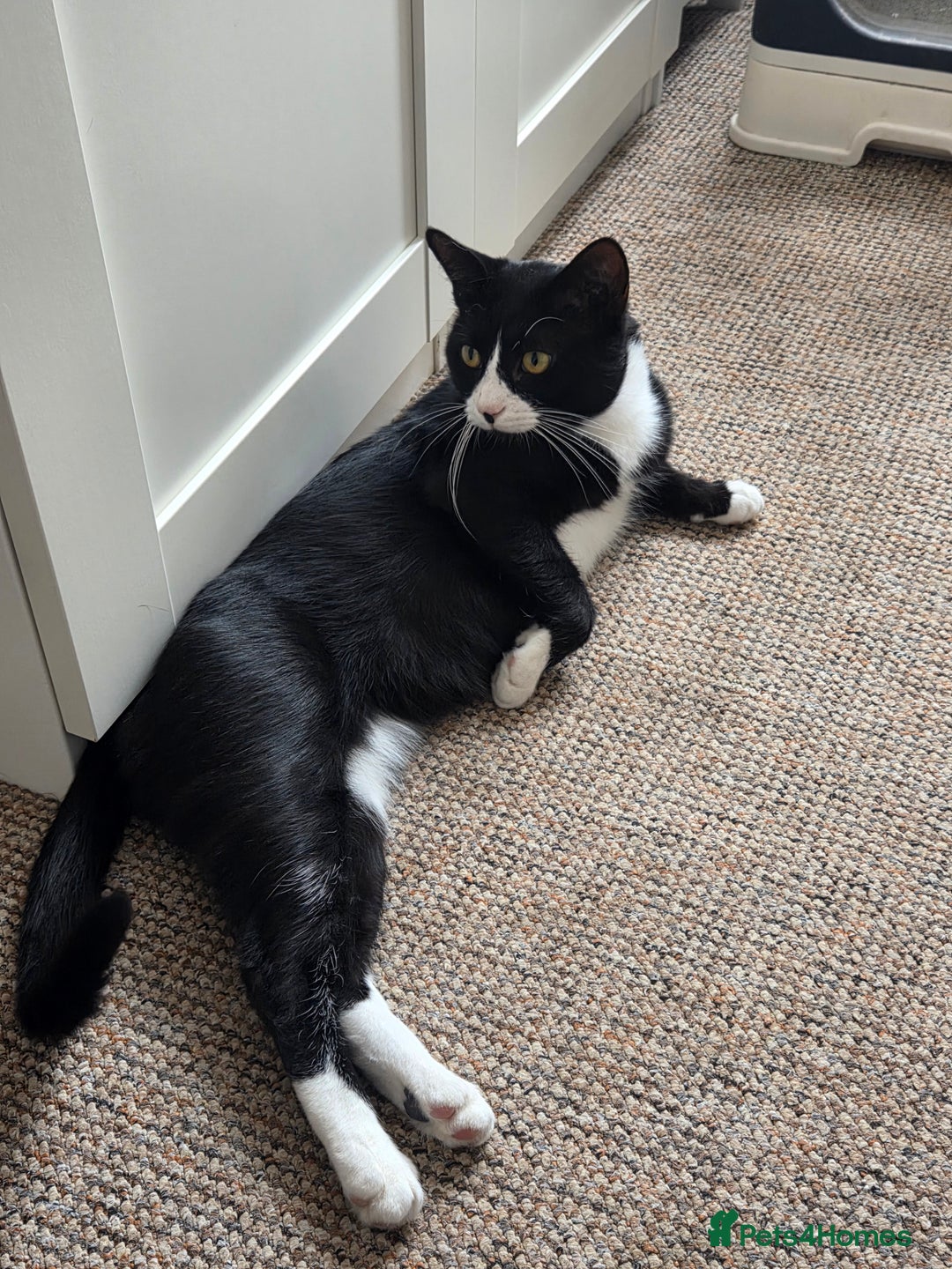 British Shorthair cats for sale: Male Tuxedo for a loving home - Image 4