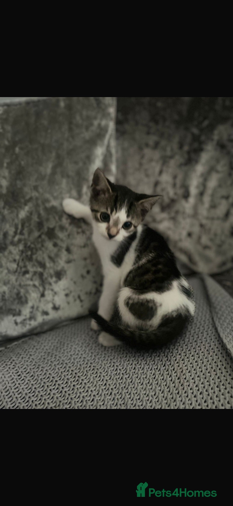 Mixed Breed cats 2 male kittens 10 weeks old - Advert 3