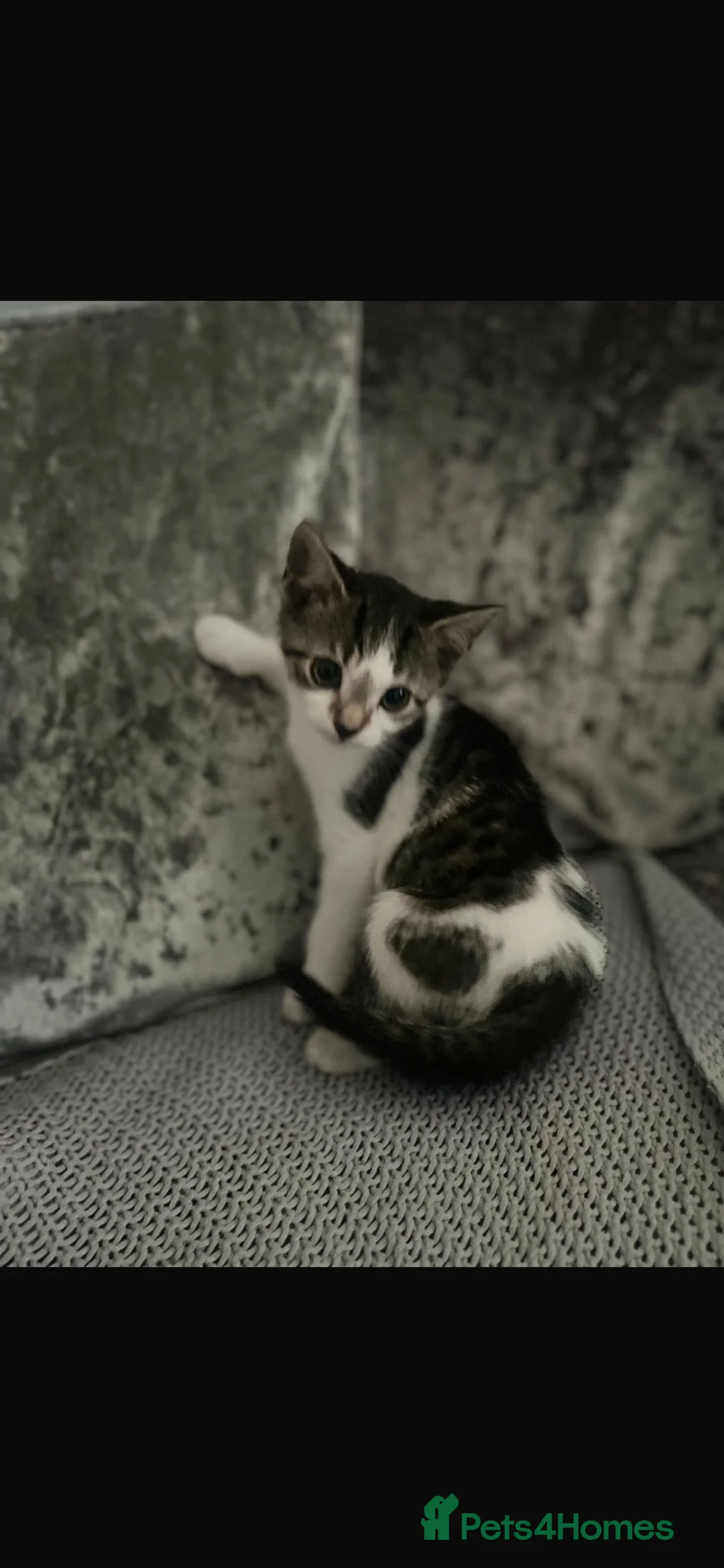 Mixed Breed cats for sale: 2 male kittens 10 weeks old - Advert 1
