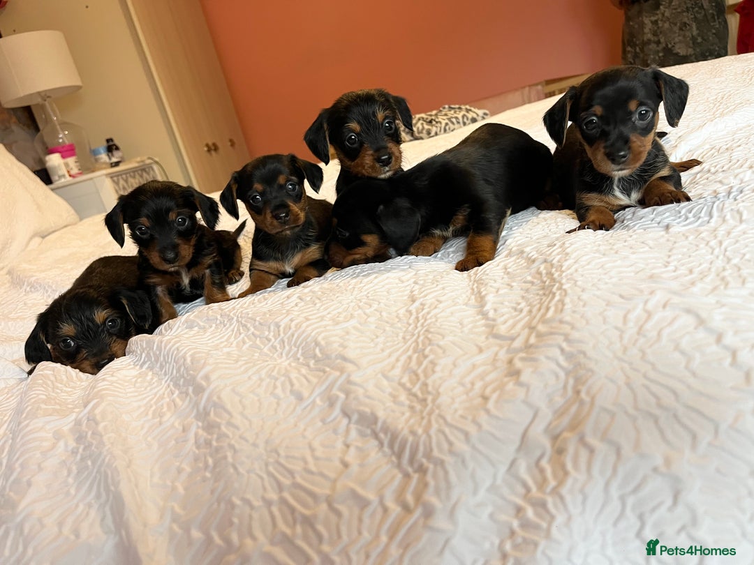 Mixed Breed dogs for sale: Adorable Dorkie puppies  - Image 12