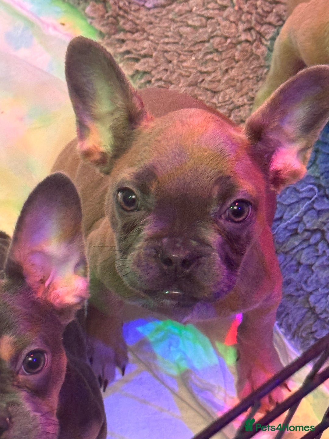 French Bulldog dogs for sale: Frenchie puppy’s available  - Image 5