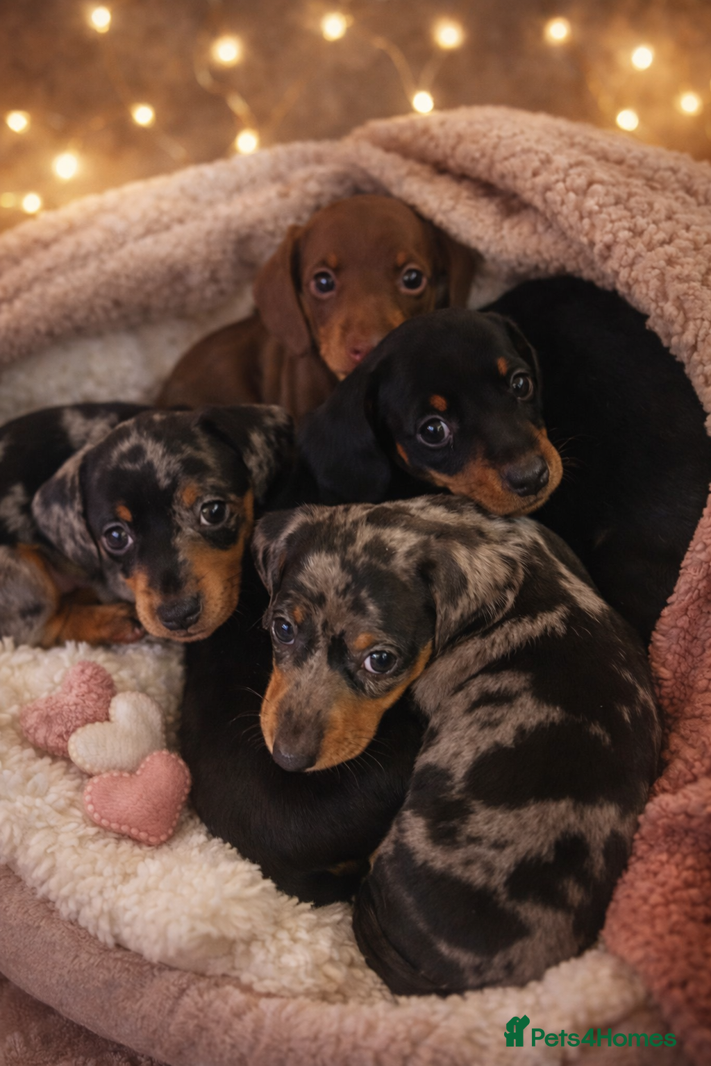 Miniature Dachshund dogs STUNNING KC MINIATURE DACHSHUND PUPS FOR SALE !!  - Advert 1
