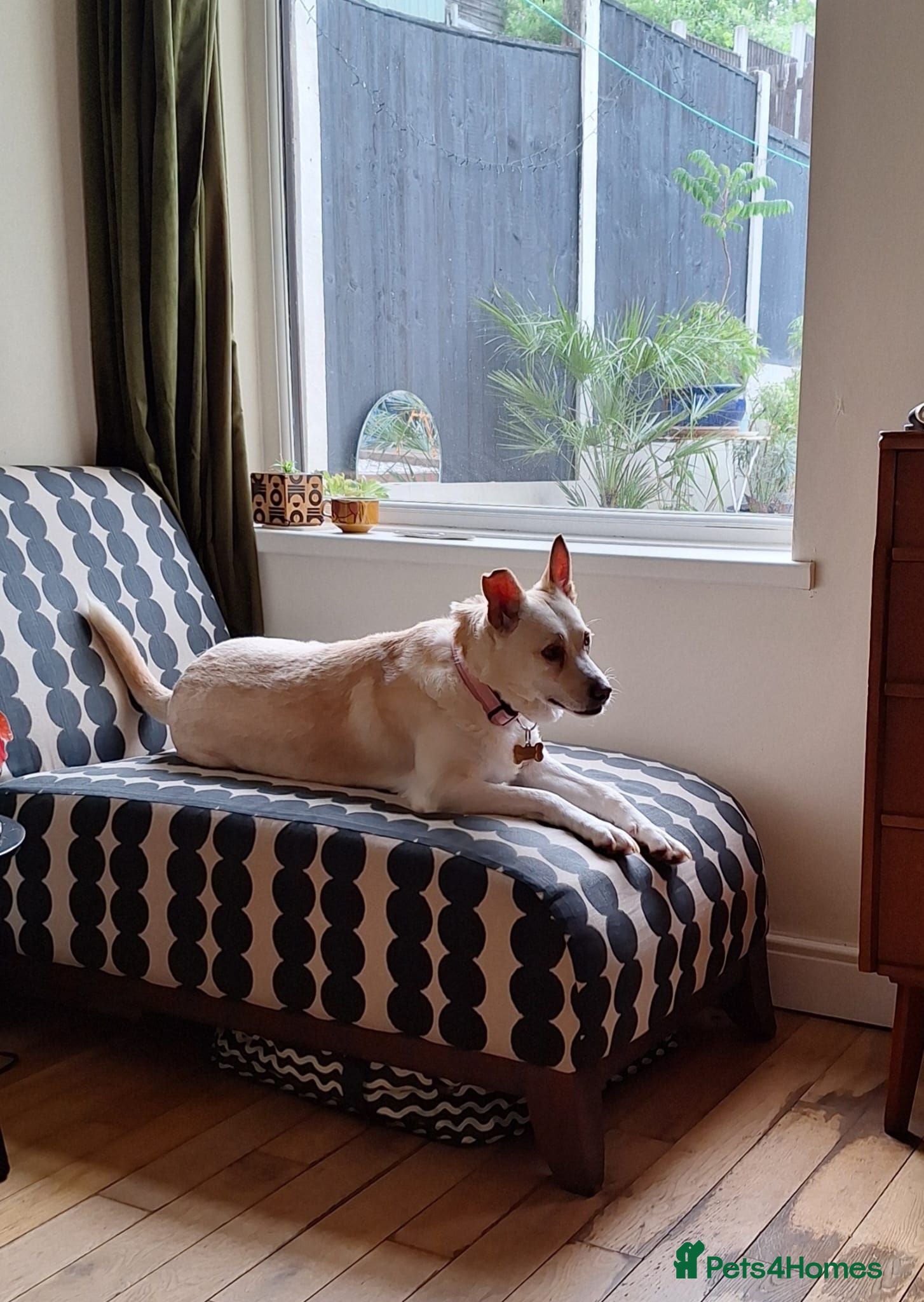 Mixed Breed dogs PANDORA - A Beautiful Soul for a Loving Home - Advert 2