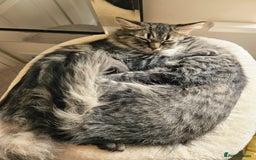 Mixed Breed cats for sale: Persian Cross British Short Hair, Two Boys - Image 3