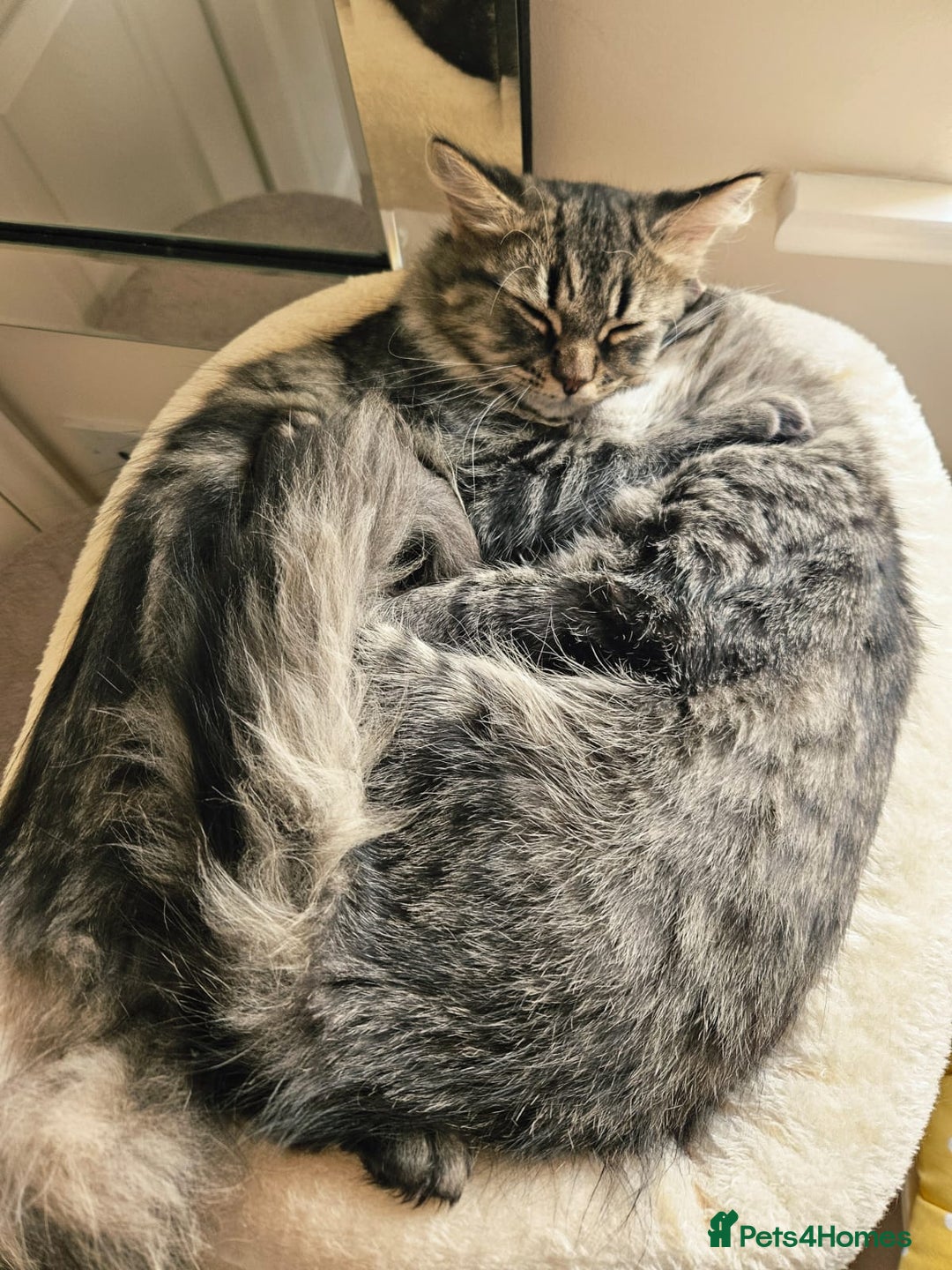 Mixed Breed cats for sale: Persian Cross British Short Hair, Two Boys - Image 3