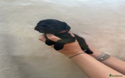 Mixed Breed dogs for sale: Cavapoo x cockapoo puppies in Loughborough - Image 12