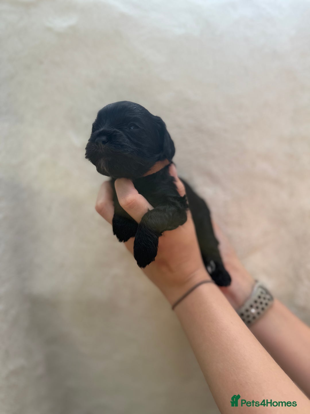 Mixed Breed dogs for sale: Cavapoo x cockapoo puppies in Loughborough - Image 12