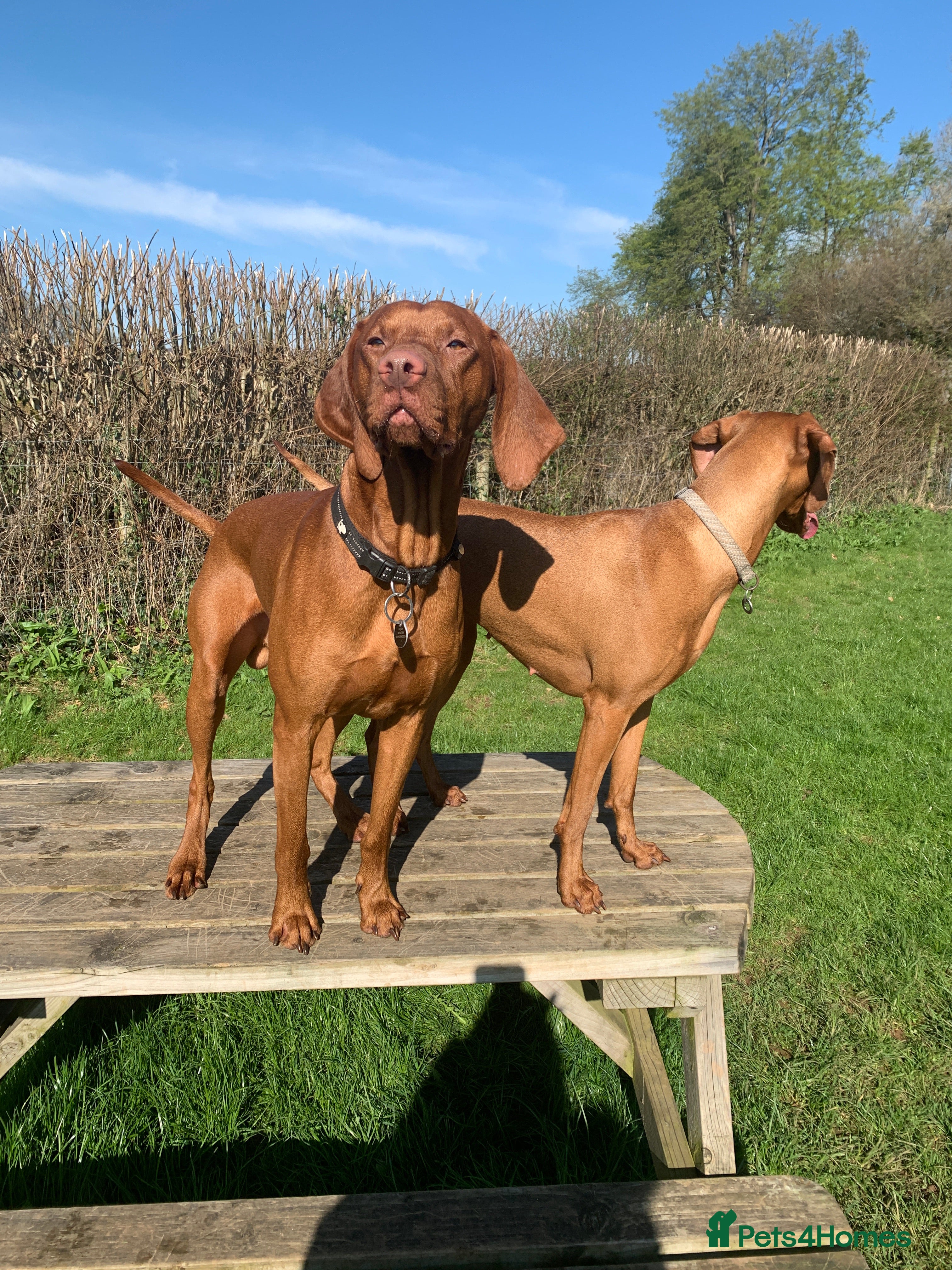 Hungarian Vizsla dogs Rare Deep Golden Rust Colour  in Chepstow - Advert 12