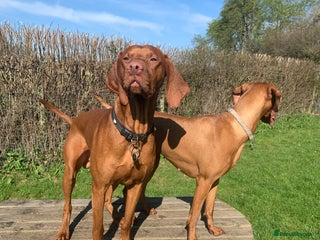 Hungarian Vizsla dogs in Chepstow - Advert 4