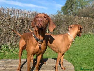 Hungarian Vizsla dogs Rare Deep Golden Rust Colour in Chepstow - Advert 2