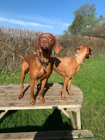 Hungarian Vizsla dogs in Chepstow - Advert 1