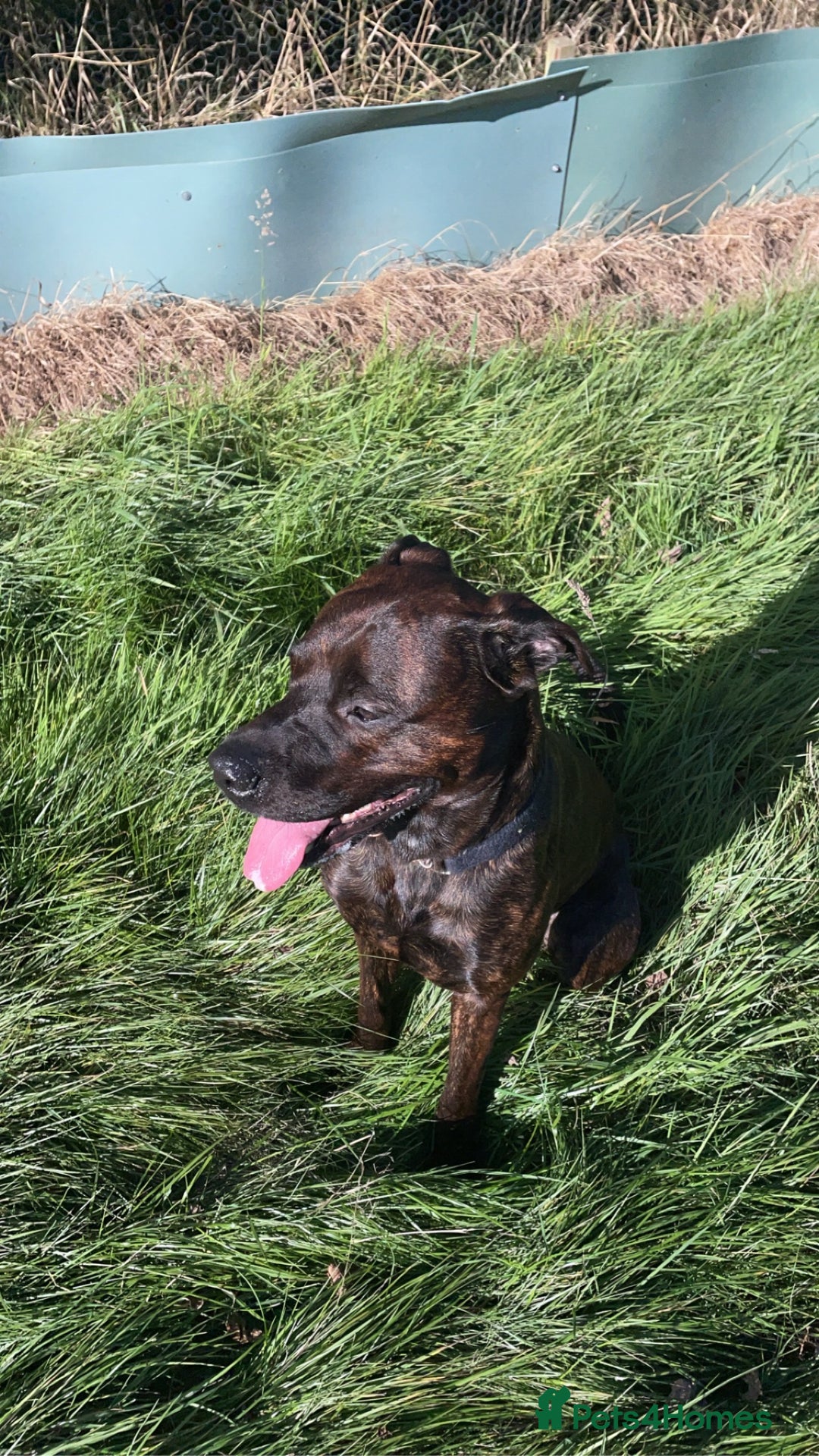 Mixed Breed dogs for sale: 4 year old male staffy mastiff cross - Advert 2