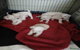 Miniature Schnauzer dogs for sale: Adorable white schnauzer puppies- ready soon! - Image 12