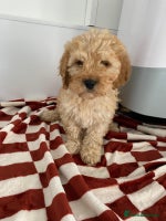 Mixed Breed dogs - Advert 4