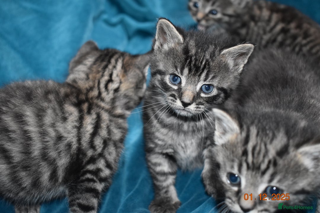Mixed Breed cats for sale: 5 gorgeous kittens for reservation  - Advert 10