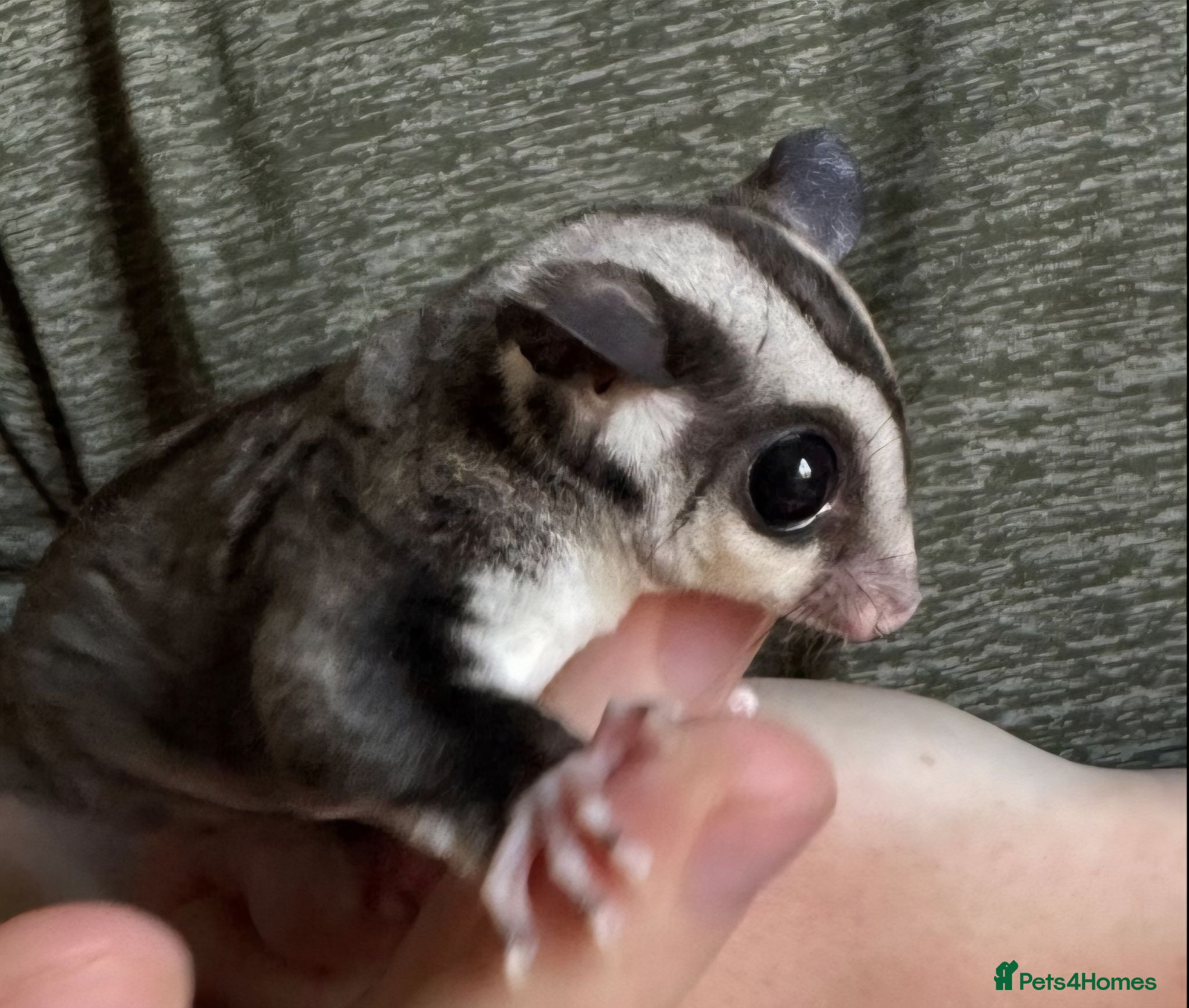 Sugar Glider rodents Gorgeous black Beauty sugar glider - Advert 1