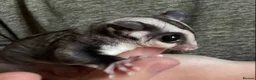Sugar Glider rodents for sale: Gorgeous black Beauty sugar glider - Advert 1
