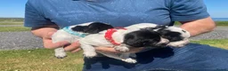 Cocker Spaniel dogs for sale: Pedigree Roan Cocker Spaniel puppies - 3 boys left - Advert 33