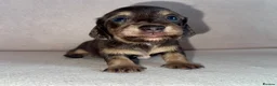 Miniature Dachshund dogs for sale: Miniature Dachshunds - Advert 19