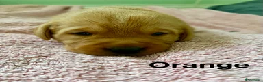 Labrador Retriever Puppy 5