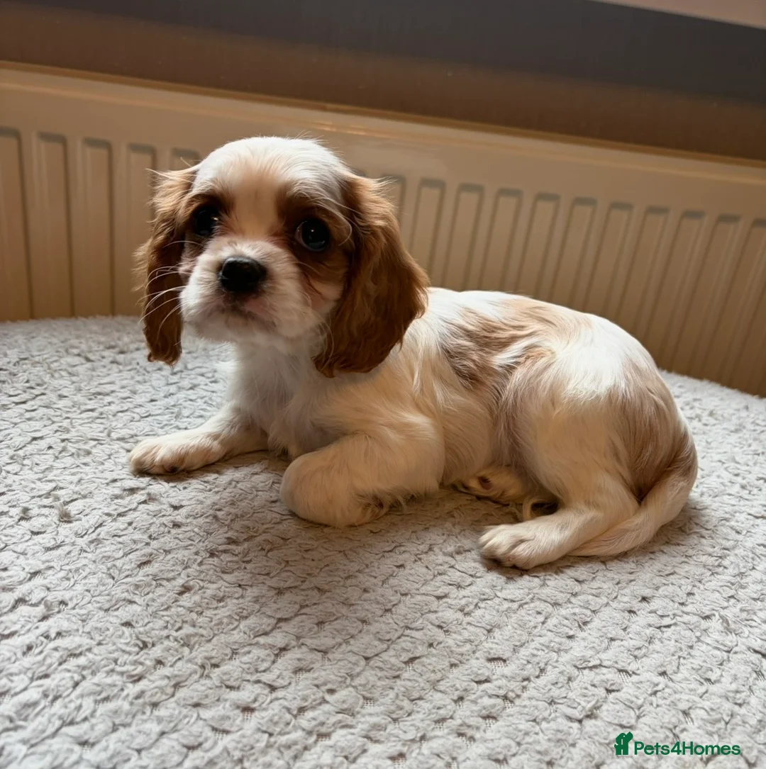 Cavalier King Charles Spaniel dogs for sale: Tri/ Blenheim Cavalier King Charles Puppies ready  - Advert 8