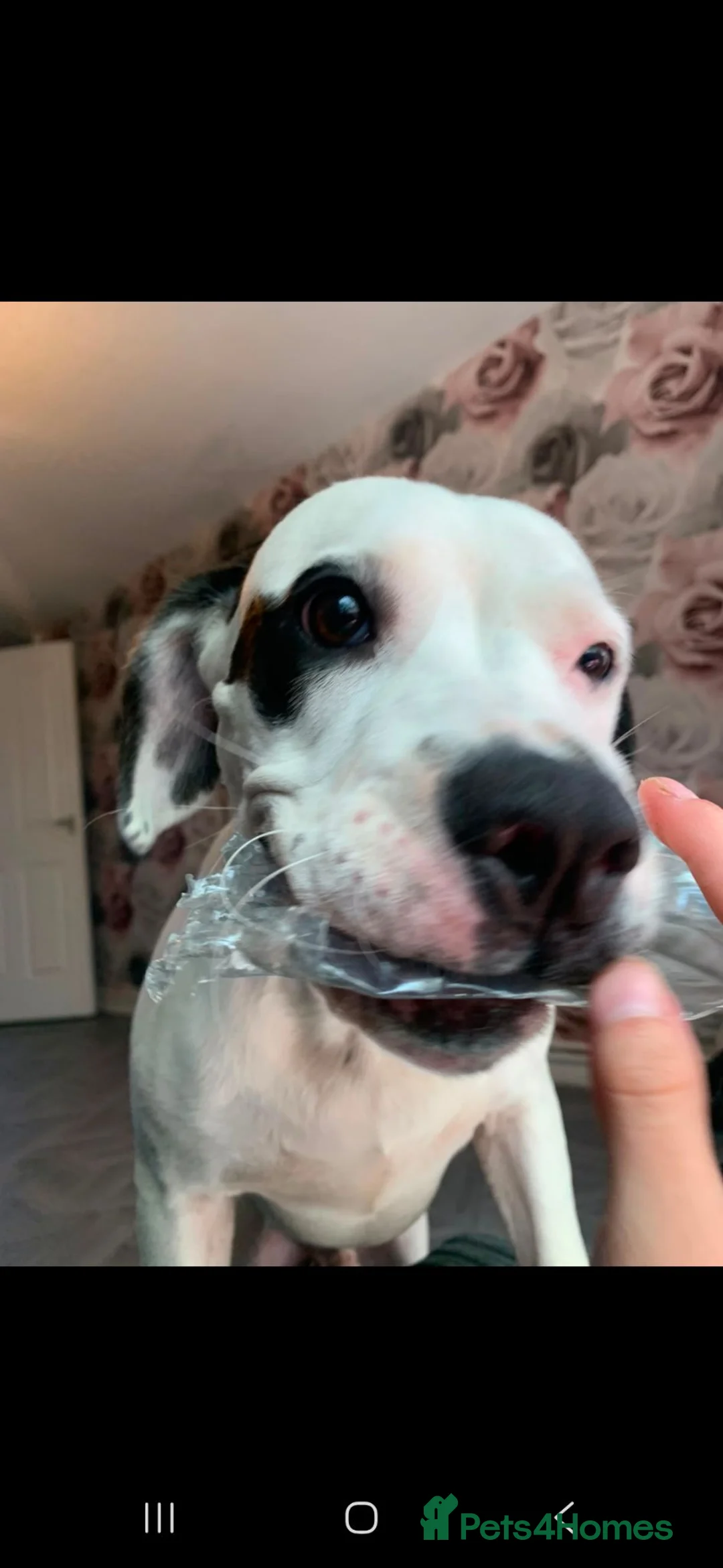 American Bulldog dogs for sale: Charlie  in Chorley - Advert 3