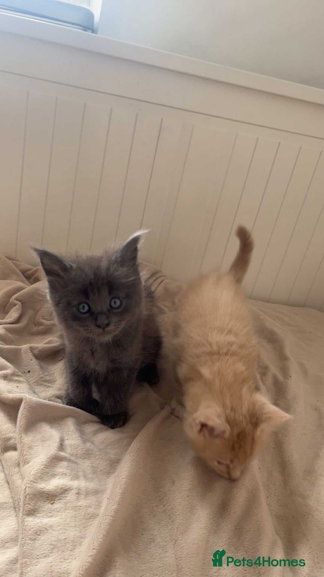 Maine Coon cats for sale: Tica Registered Maine coon kittens (one poly)  - Image 4