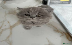 British Longhair cats for sale: British Longhair GCCF Registered  - Image 12