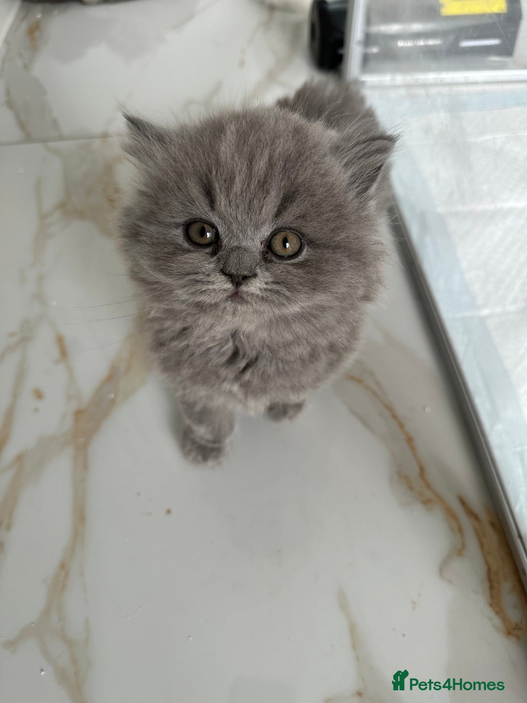 British Longhair cats for sale: British Longhair GCCF Registered  - Image 12
