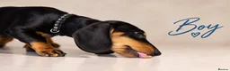 Dachshund dogs for sale: PRA-Clear Miniature Dachshund Puppies ready to go - Advert 9