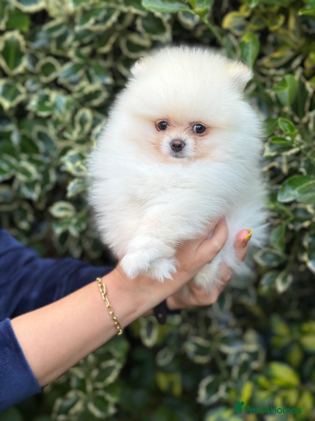 Pomeranian dogs for sale: 3 Gorgeous Pomeranian Puppies-Ready for New Homes - Image 9