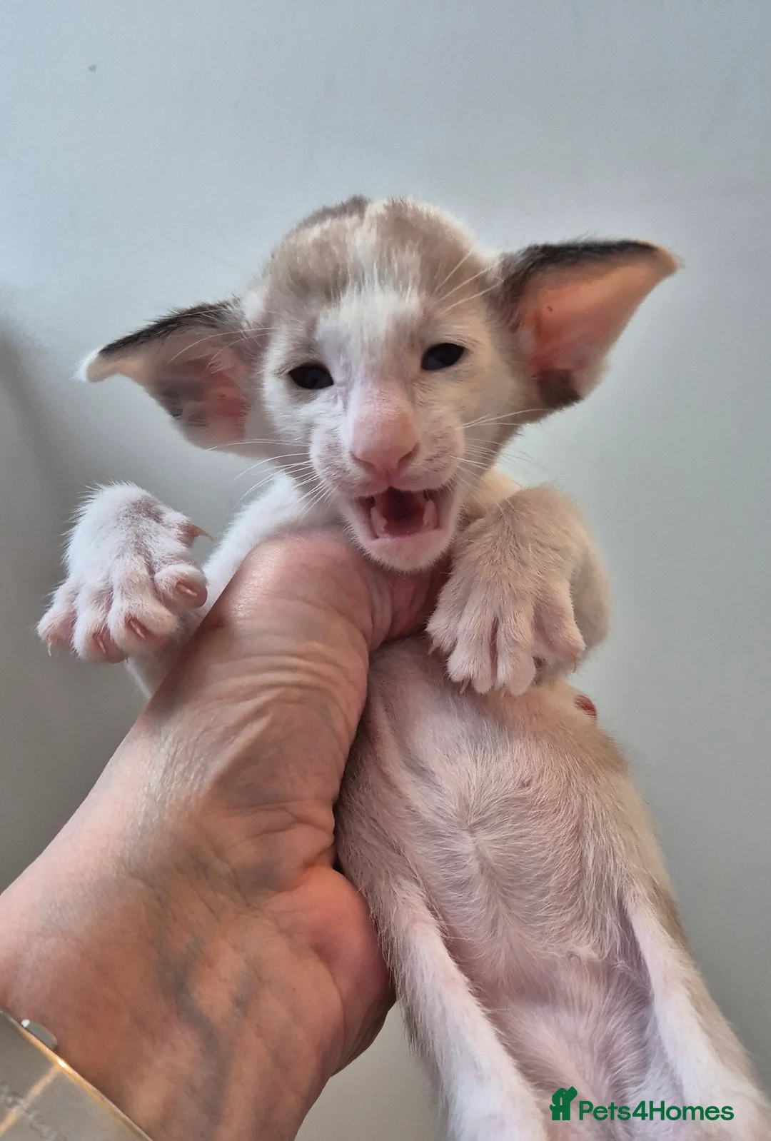 Oriental cats for sale: Oriental Bi Colours - Advert 6