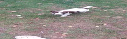 English Springer Spaniel dogs for sale: English springer spaniels in Bargoed - Advert 18