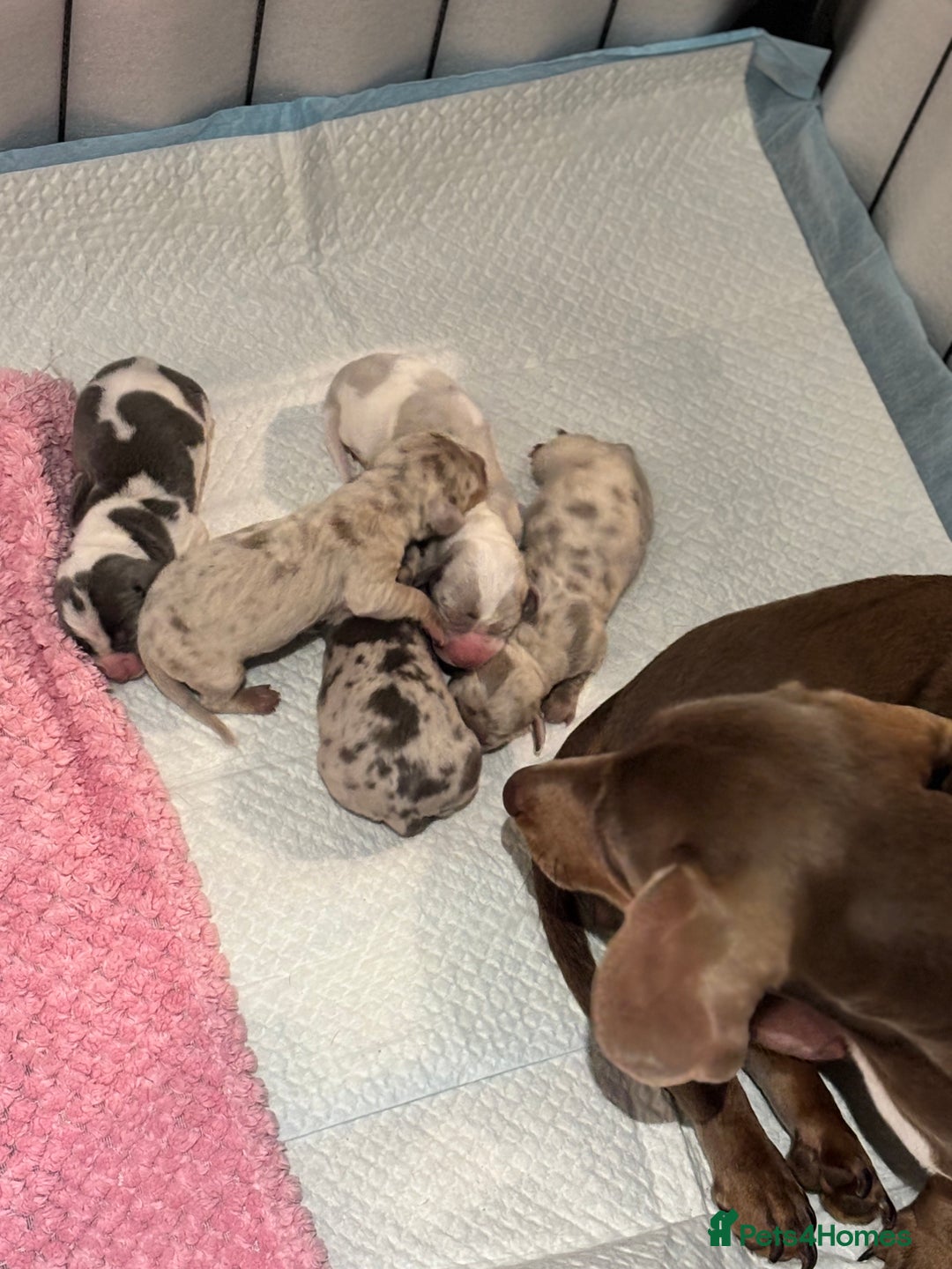 Dachshund dogs for sale: Miniature dashaund - Advert 3