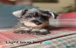 Miniature Schnauzer dogs for sale: KC Registered, health tested, puppies ready now!  - Image 11
