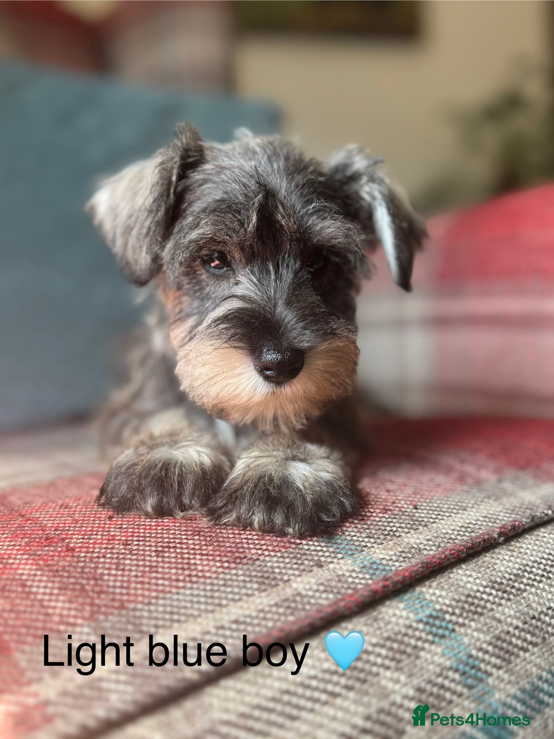 Miniature Schnauzer dogs for sale: KC Registered, health tested, puppies ready now!  - Image 11