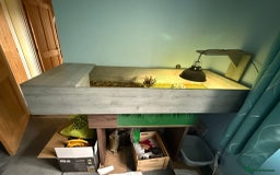 Tortoise reptiles for sale: 2 tortoises for sale  - Image 2