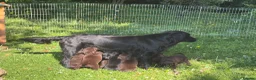 Flat coated Retriever dogs for sale: Gorgeous liver and black Flatcoat Retrievers - Advert 8
