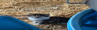 Long Haired Tabby