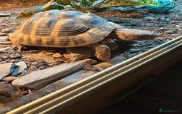 Hermann Tortoise reptiles for sale: Herman’s Tortoise - Image 1